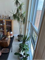 Photo showing a tall leafy plant and grouped potted plants including orchids by a window.