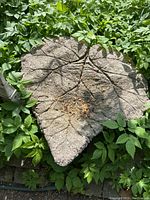 Concrete bird bath shaped like a leaf with detailed veining, set among green plants outdoors.