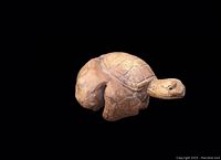 Front view of hand carved burlwood sea turtle figurine showing detailed head and shell.