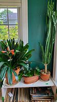 Live potted plants on white shelves near windows including Clivia, cactus, and amaryllis with orange flowers.