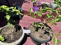 Photo showing two citrus plants side by side; on the left, a lemon tree in a greenish-beige pot with healthy green foliage; on the right, a grapefruit tree in a black pot with fewer leaves.