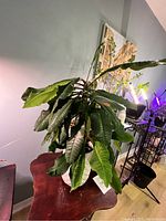 Madagascar Jewel plant with large broad green leaves seen on a wooden table under indoor lighting
