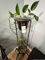 Front view of pothos plant with green leaves in a glass pot atop a tall brown metal stand, showing overall appearance and condition.