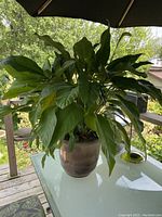 Full view of mature green plant with large lush leaves in cinnamon ceramic pot on glass table outdoors