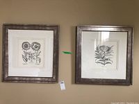Two framed botanical prints displayed side by side on a wall, showing silver-tone frames and the drawings inside