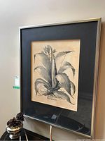 Framed black and white botanical print of Agave Americana viewed from front with clear details of the plant illustration.