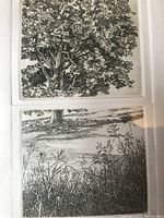 Close-up of detailed tree and grass imagery in black and white.