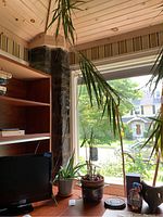 Three live plants next to window and shelving including aloe, orchid, and dracaena.