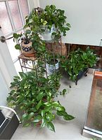 Overview photo showing multiple potted plants in different pots and two metal plant stands