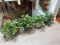 Four live potted plants displayed indoors. Plants vary with trailing green leaves, some variegation.