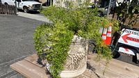 Front view of fern plant in round grey concrete planter with embossed grape cluster design.
