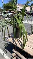 Full view of the orchid plant in a black growers pot, showing wide green leaves and the overall stature of the plant on a wooden surface.