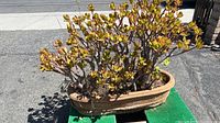 Full view of the jade succulent in the terra-cotta planter, showing plant size and shape.