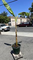 Full view of the tall tropical plant standing in a green glazed ceramic or terra-cotta pot on a dolly outside with buildings and vehicles in the background.