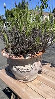 Large herb plant in an ornate terra-cotta pot placed outdoors on a wooden surface. Shows the whole plant and pot.