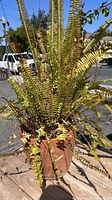 Full view of the longleaf fern plant in the striped terra-cotta pot showing the height and width of the plant and pot on an outdoor wooden surface.