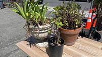 Three plants on wooden surface outside: one in black plastic pot with green leaves and woody stems, another in terra-cotta pot with dry and some green foliage, third in white urn-shaped pot with green leaves and exposed roots.