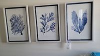 Three framed botanical art prints hanging on a wall showing leaves and seaweed in blue tones.