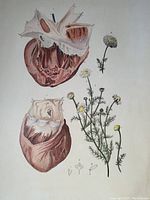 Close-up of anatomical heart sections and botanical flower artwork in one print