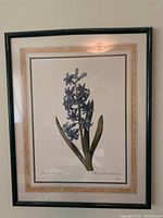 Framed botanical print of Hyacinthus Orientalis with clear title text visible on the artwork, featuring purple-blue flowers and green leaves, framed in dark wood or dark-colored frame with decorative mat border.