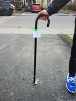 Walking stick held upright showing full length and curved handle.