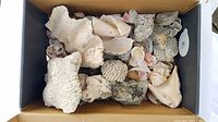 Open box containing multiple pieces of real coral and various seashells in natural off-white, beige, and pink tones.