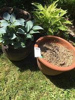 Photo showing three garden pots: a large brown ceramic pot with blue-green hosta, a medium terracotta pot with fern, and an empty terracotta pot with dry pine needles