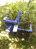 Four blue ceramic square garden pots with plants growing, set on grass outdoors. Close-up shots showing pots' size and embossed detail.