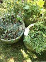 Three green ceramic garden pots outdoors, filled with various plants including leafy and herbaceous varieties.