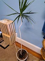 Indoor Dracaena Marginata house plant tall with thin trunk and pointed green leaves, placed against a blue wall and wooden floor.