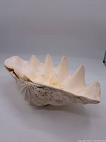 Large giant clam shell showing interior ridges and exterior roughness.
