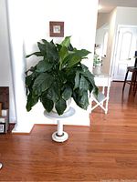 Front view of a large green leafy plant approximately 42 inches tall and wide in a white ceramic ribbed pot, placed on a white pedestal stand (stand not included in sale). Background shows hardwood floor and part of a living room.