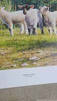 Close-up of three lambs in grass, showing details of print and title 'Spring Lambs' by Paul James.