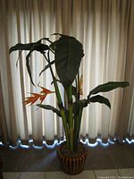 Full frontal image of large faux bird of paradise plant showing green leaves and bright orange flowers, positioned in a decorative pot.