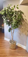 Front angled view of the large artificial ficus tree showing dense foliage and twisted trunks in wicker basket