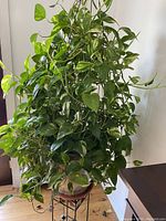 Full view of tall green leafy Pothos indoor plant on metal stand