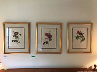 Three framed floral prints hung on a wall, arranged horizontally. Each print features a detailed botanical illustration of a Rosa Gallica Mahoka flower with accompanying Latin text and gold-colored frames.