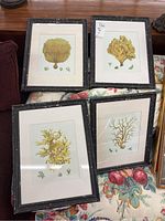 Set of four framed coral illustration prints displayed on floral upholstery. Frames are black with distressed finish.