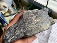 Bottom view of the carved soapstone beaver showing signature and stone texture.