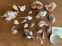 Overview of 21 assorted shells of different shapes and colors laid out on a flat surface.