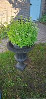Photo of large cast iron planter holding a lush green stonecrop plant outdoors on a garden path beside a brick wall and door