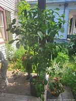 Full view of potted lemon tree showing overall height and foliage spread