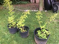 Three raspberry bushes in different sized black plastic pots, outdoors on grass with some garden soil and wheelbarrow in background.