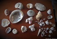 Overall view of assorted sea shells on wooden surface showing various shapes, sizes, and types including abalone, sea urchin test, and multiple spiral shells.