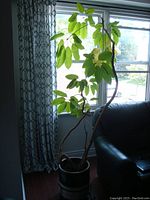 Full view of 7ft tall umbrella tree positioned near window showing plant size and leaf structure