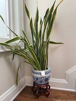 Full view of the blue and white ceramic planter with tall green variegated plant, displayed on rosewood stand near window.