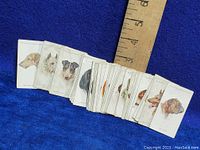 Spread showing many individual dog head cigarette cards with ruler for scale.