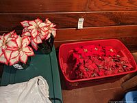 Red potted poinsettias and loose poinsettias in red and white in green and red plastic bins