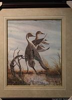 Framed print of two pintail ducks jumping from a marsh, matted and in good condition