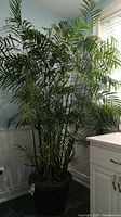 Full view of the palm tree in the black plastic pot next to a white cabinet.